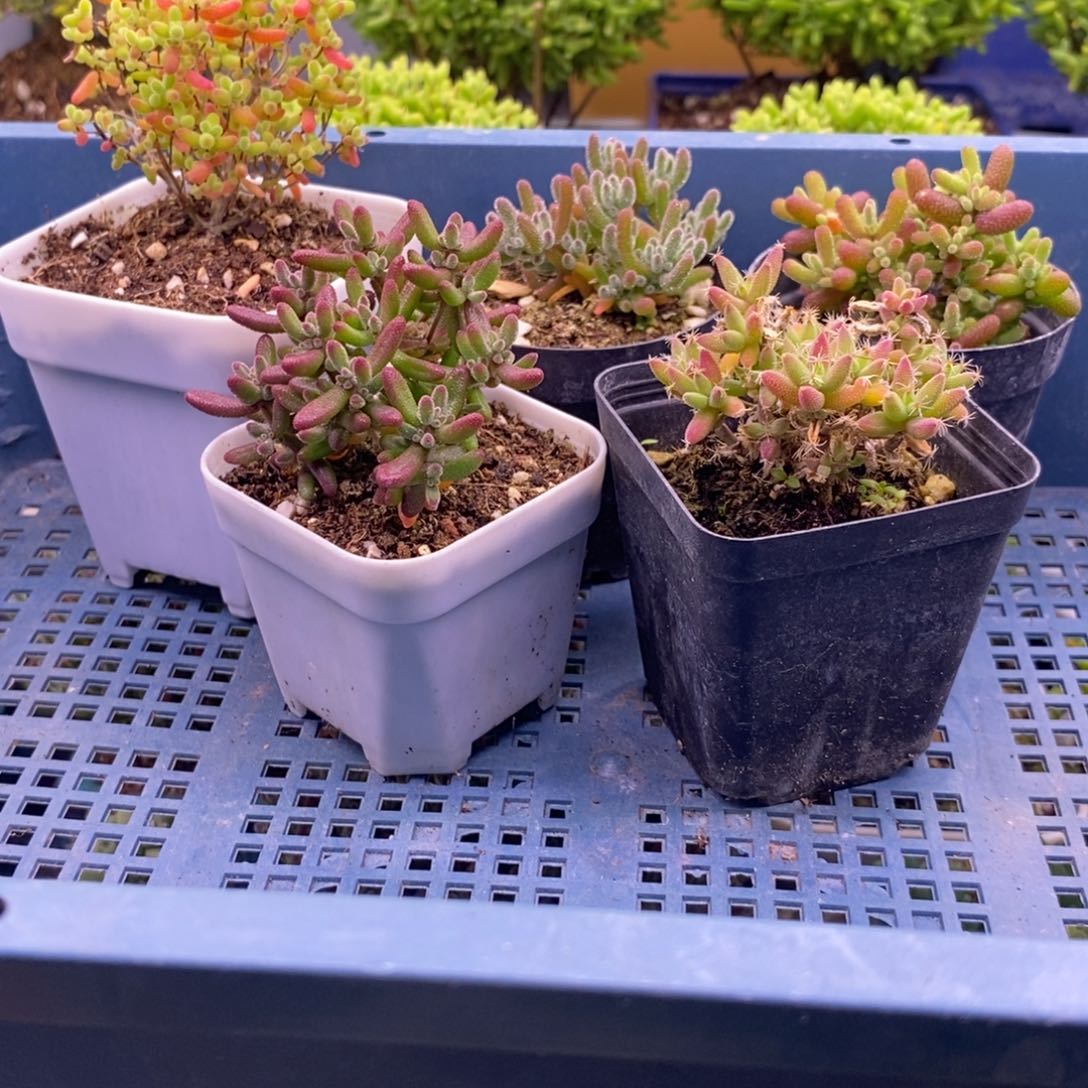 亚*?296五颗福利。       