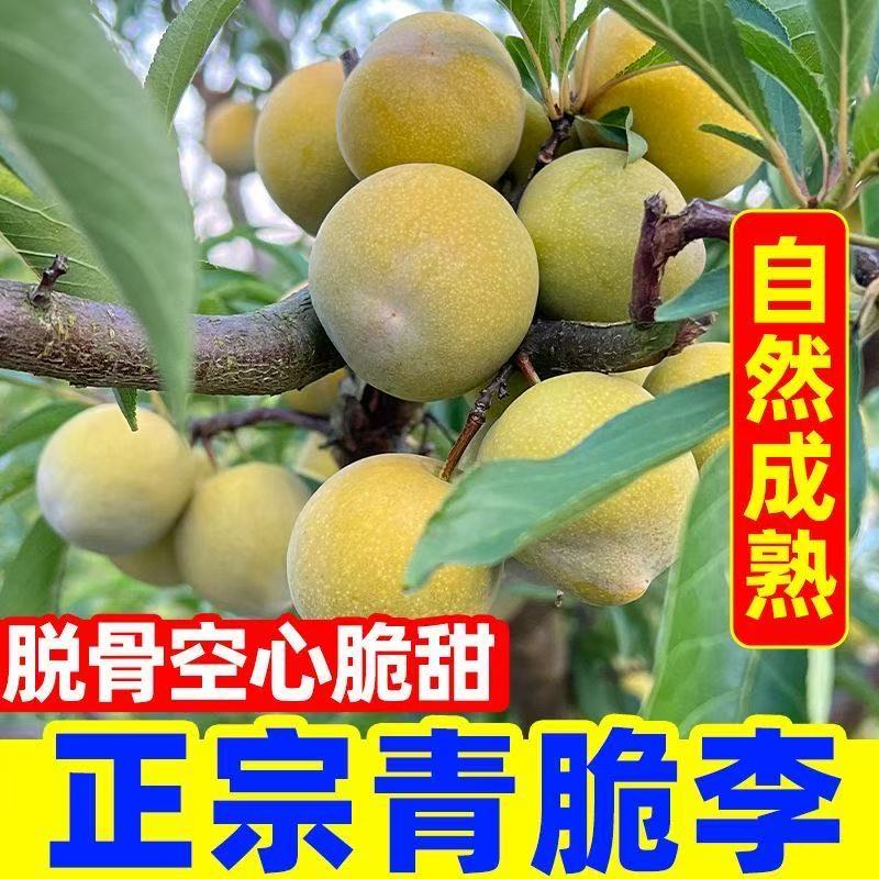 重庆正宗高山脱骨青脆李甜脆多汁应季新鲜水果李子