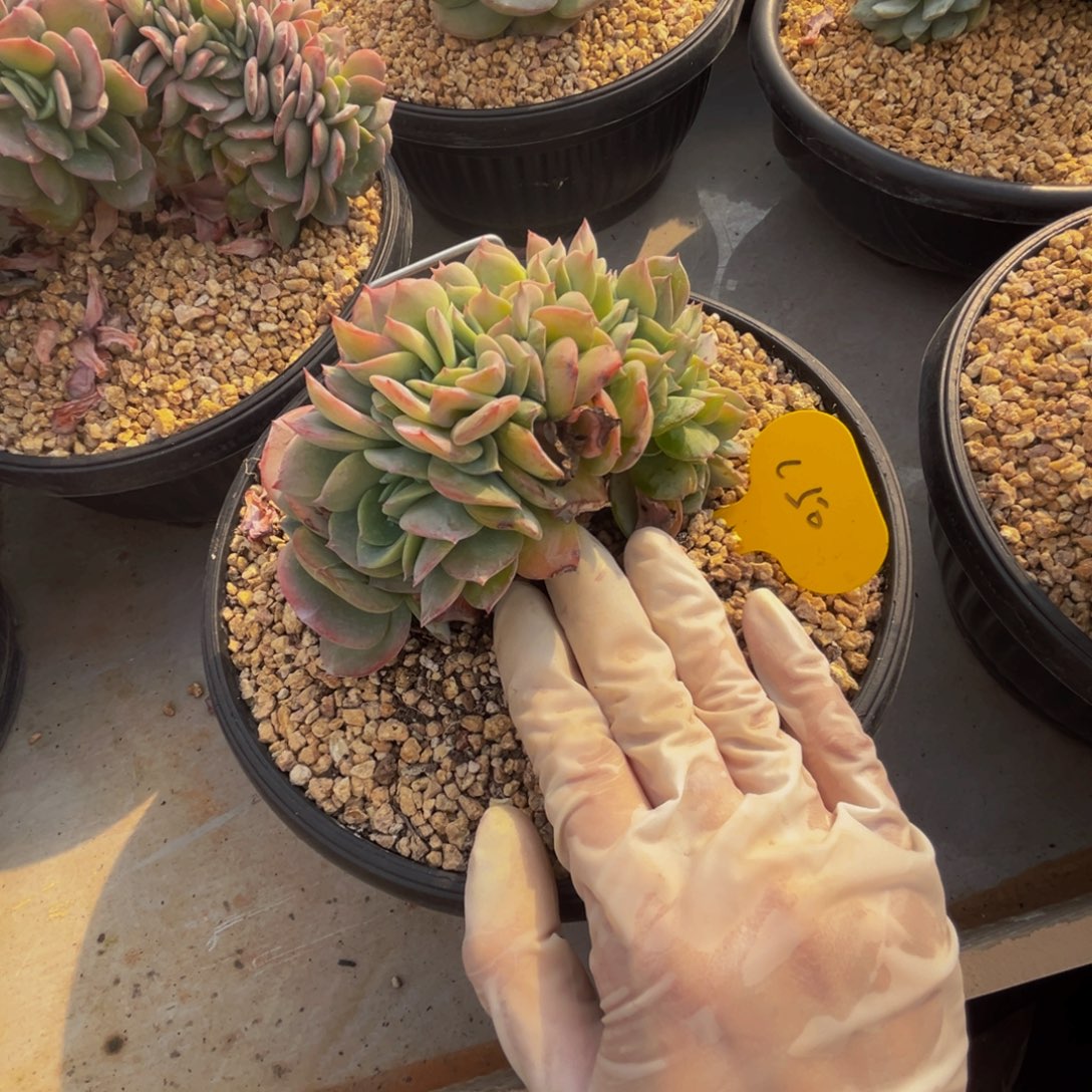 c50白凤缀呀呀呀呀