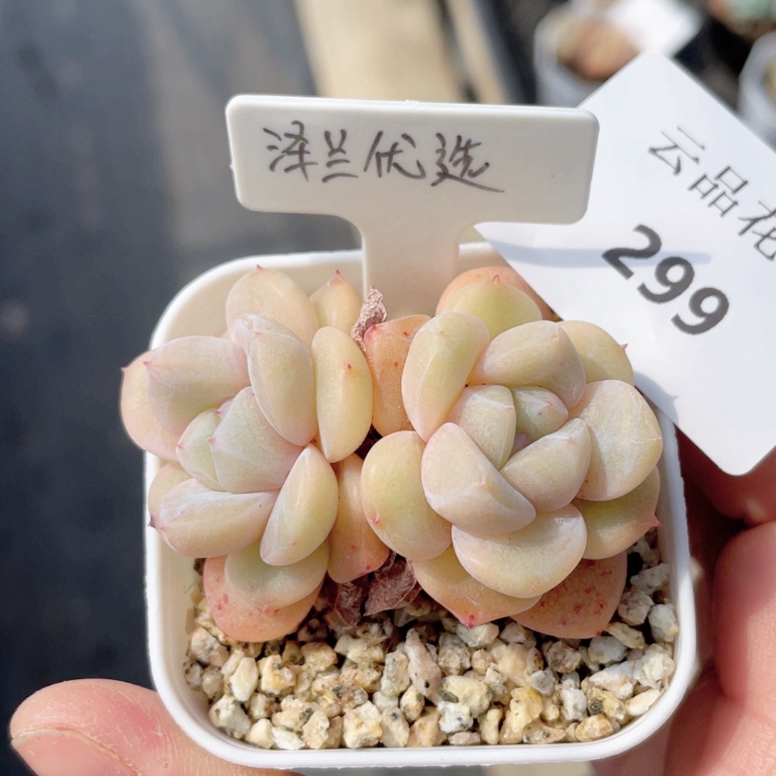 299号糖心冰心珍妮 泽兰