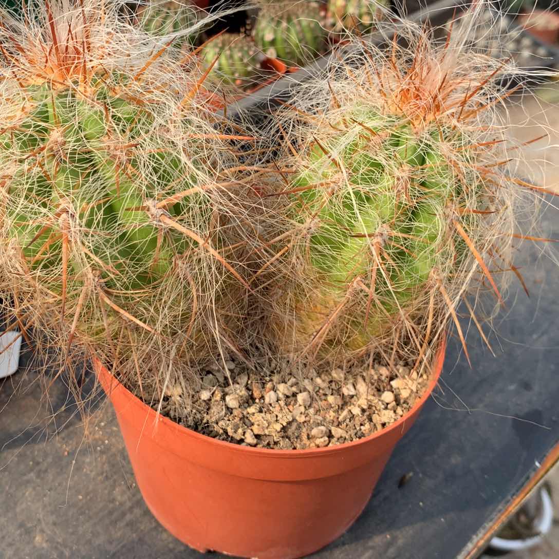 仙人球仙人球仙人球仙人球