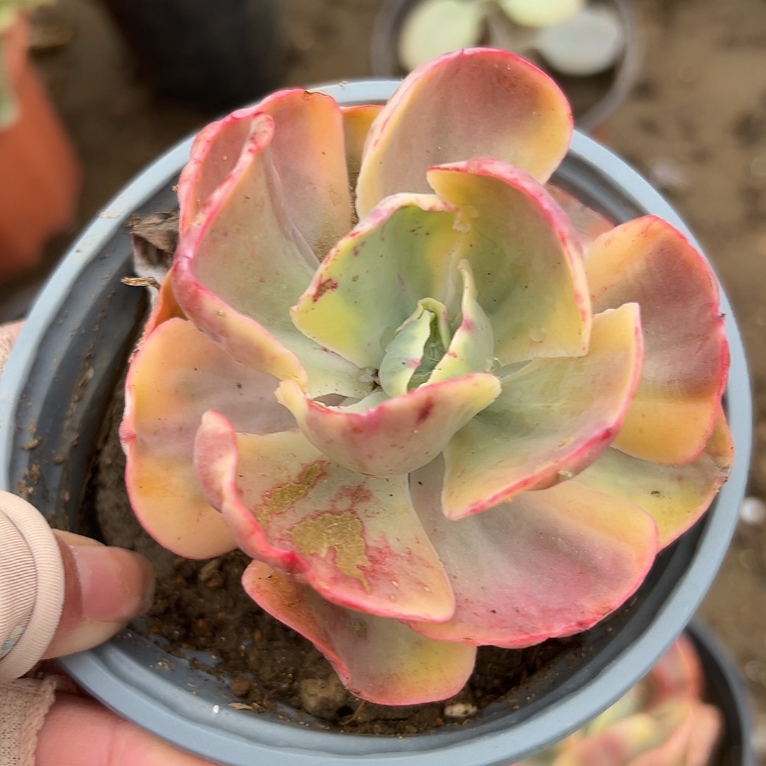 多肉植物多肉植物