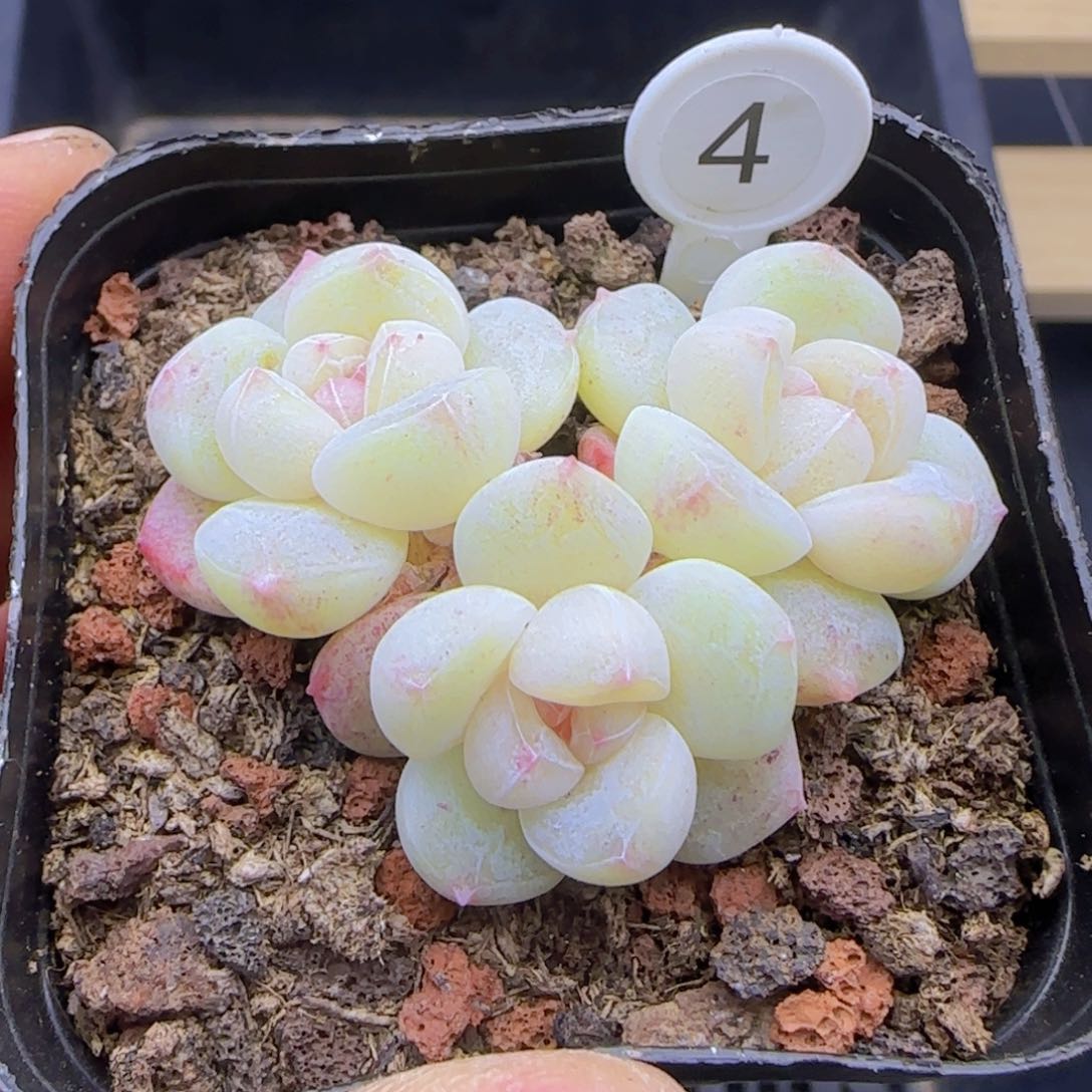 白体小脸糖心优选一颗多肉植物