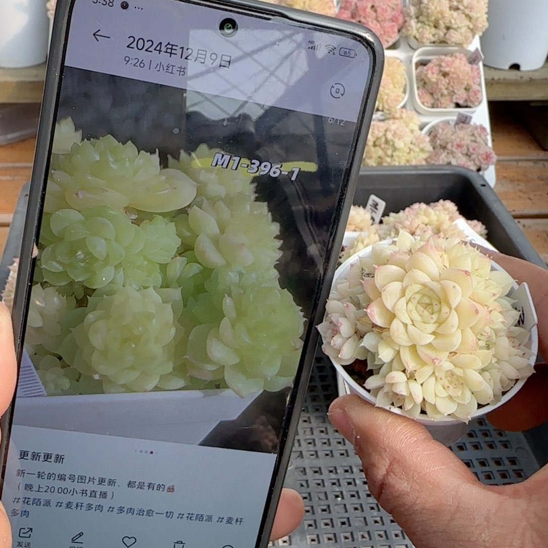 小****?【闪购商品】0202-117（m1-396-1）