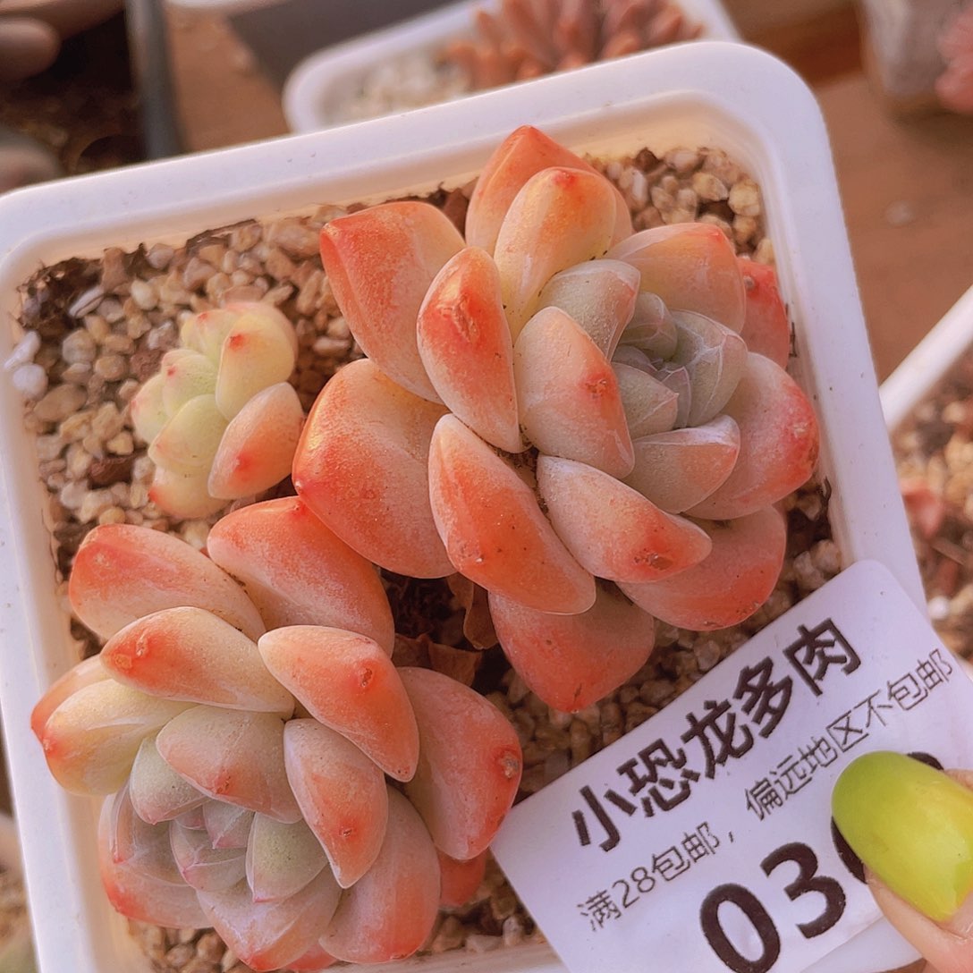0362三头冰玉～是在给别人