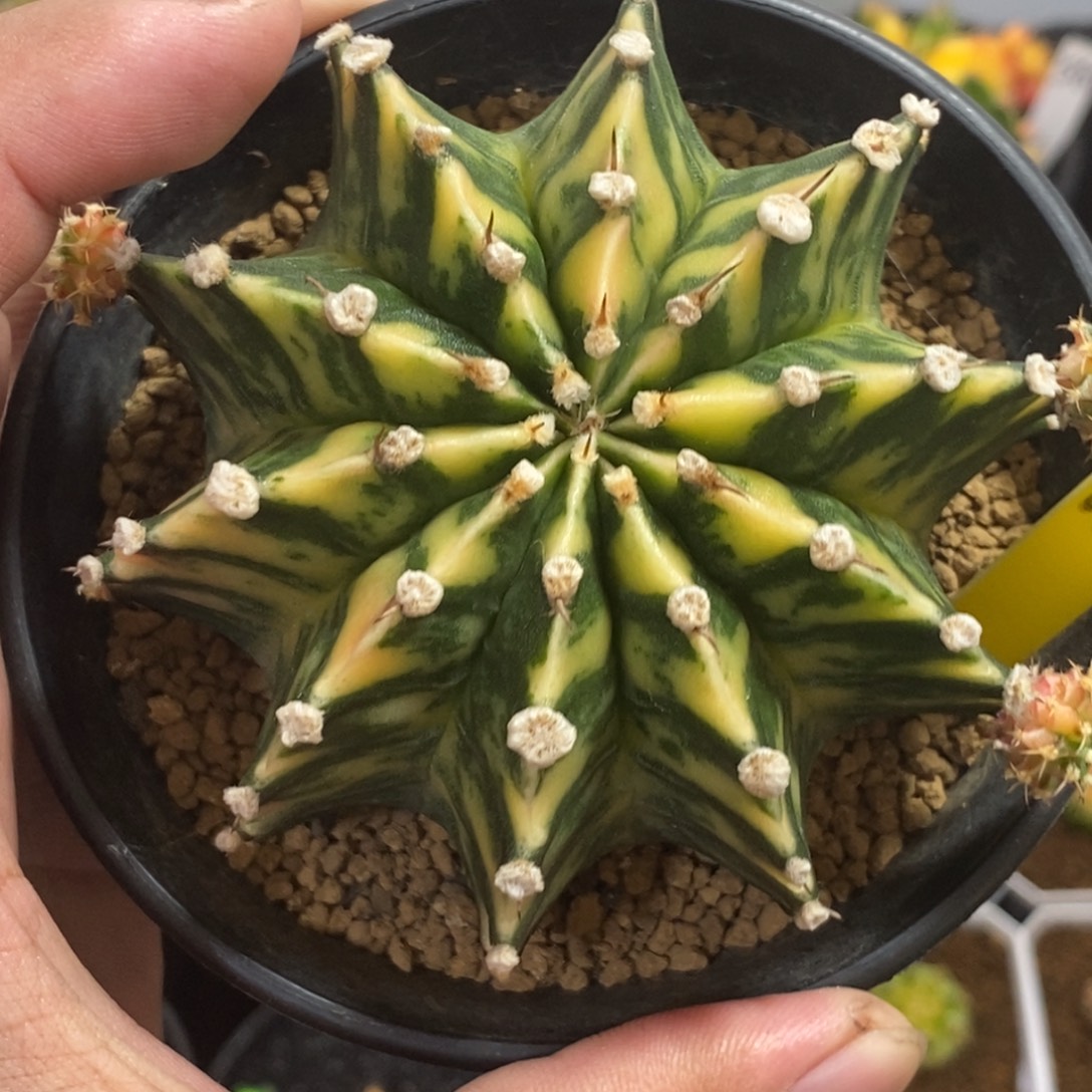 泰系肋骨锦—带盆土发货25