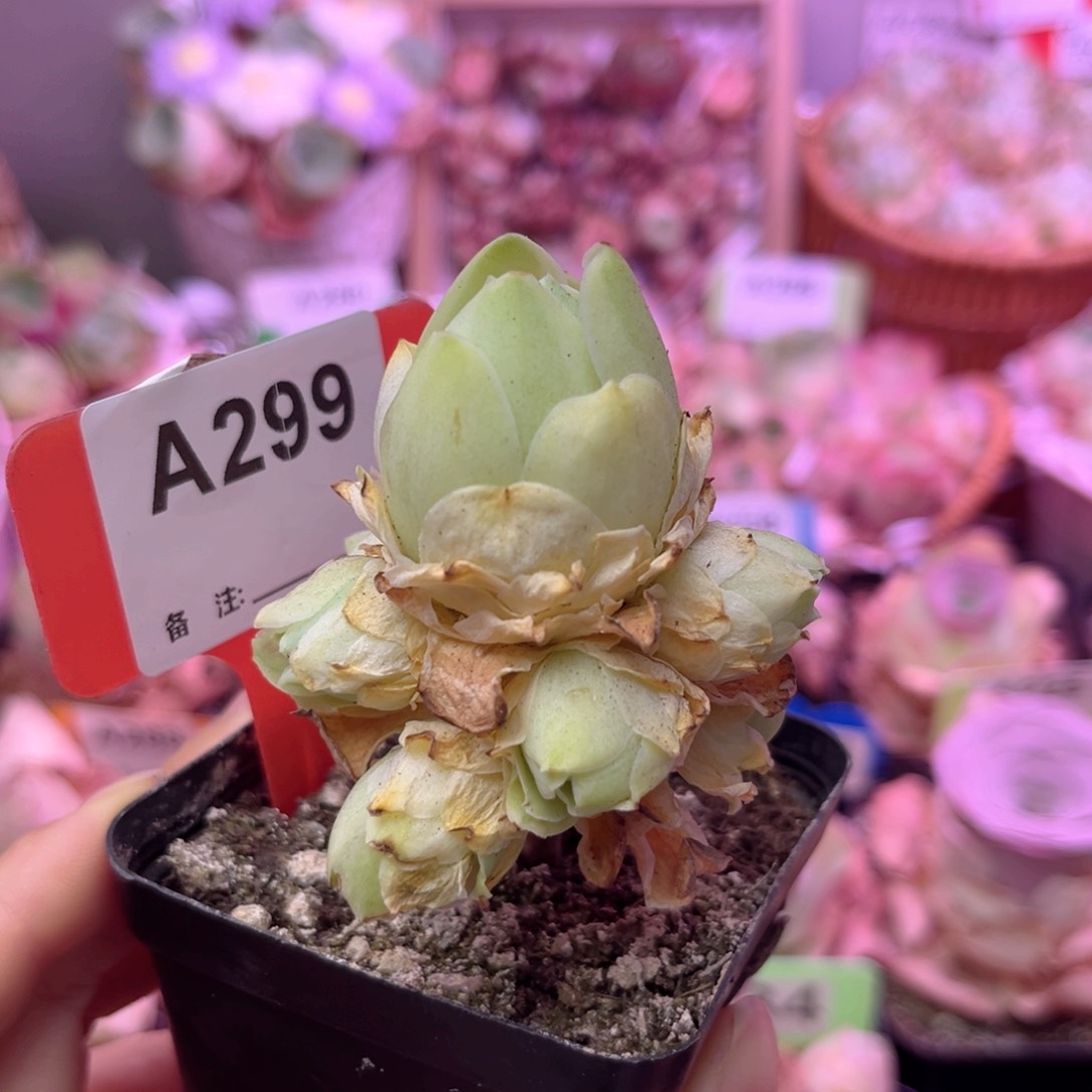 春晓（黄锦）一物一拍A299