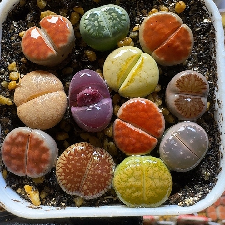 生石花111112。  358