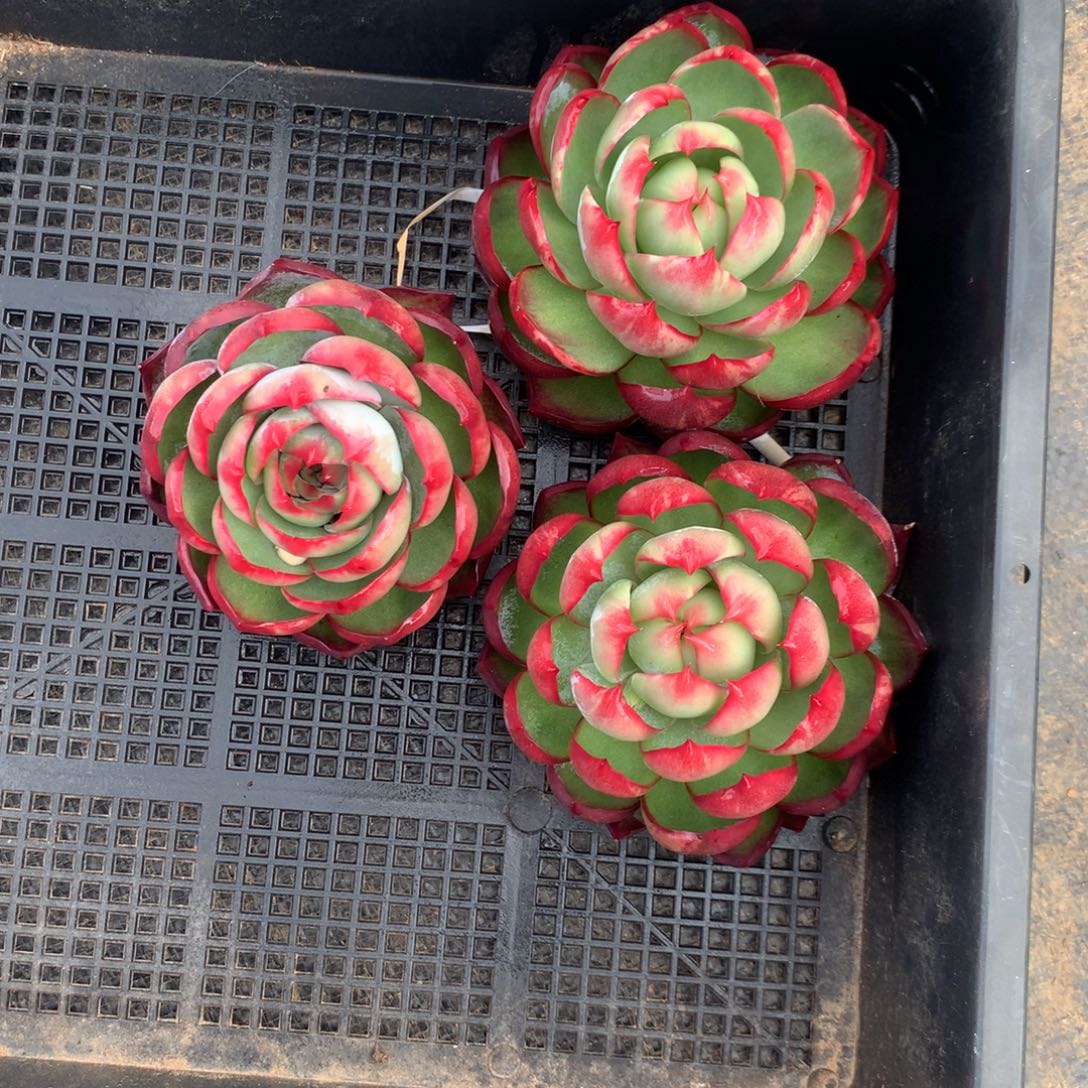 3431一物一拍3颗9厘米