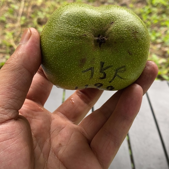 桃核吊坠飞楼连体异形