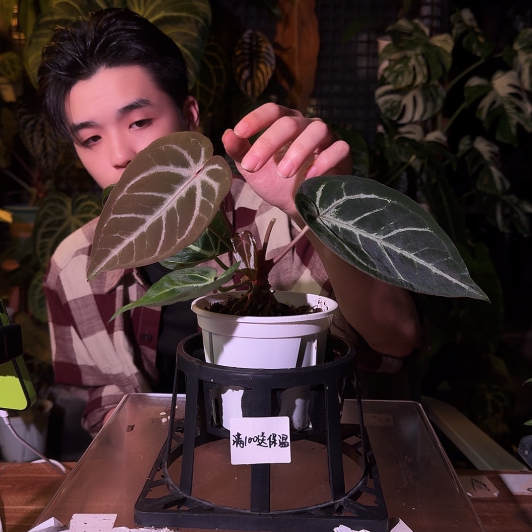 不开花植物G41skg银杂粉水晶