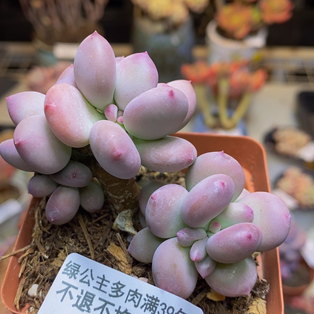 347苹果奶四代多肉5c m