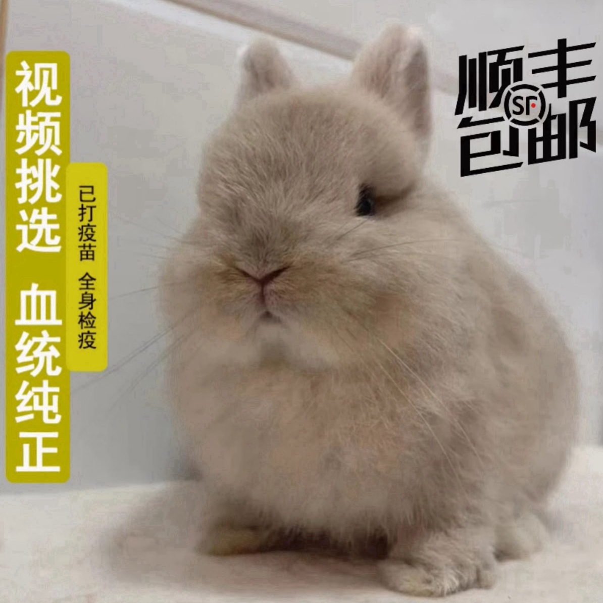（顺丰包邮）双血统侏儒兔垂耳兔长不大的小兔子可爱温顺适合家养