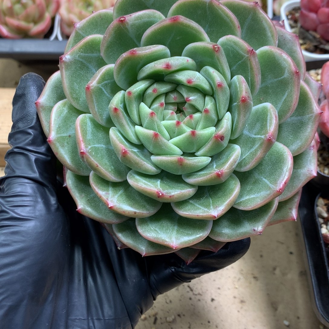 懒羊羊一物一拍专拍