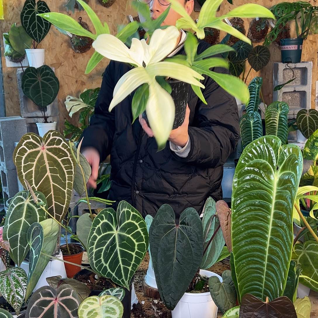 完全开放花烛老桩