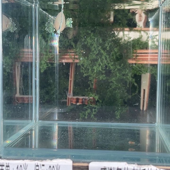 斗鱼活体不退不换谢谢