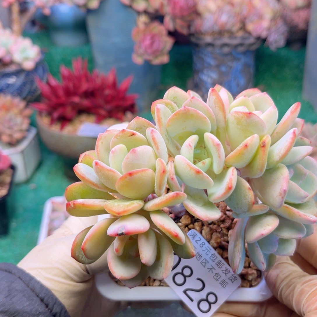 大0828:¥：）f h h h b b