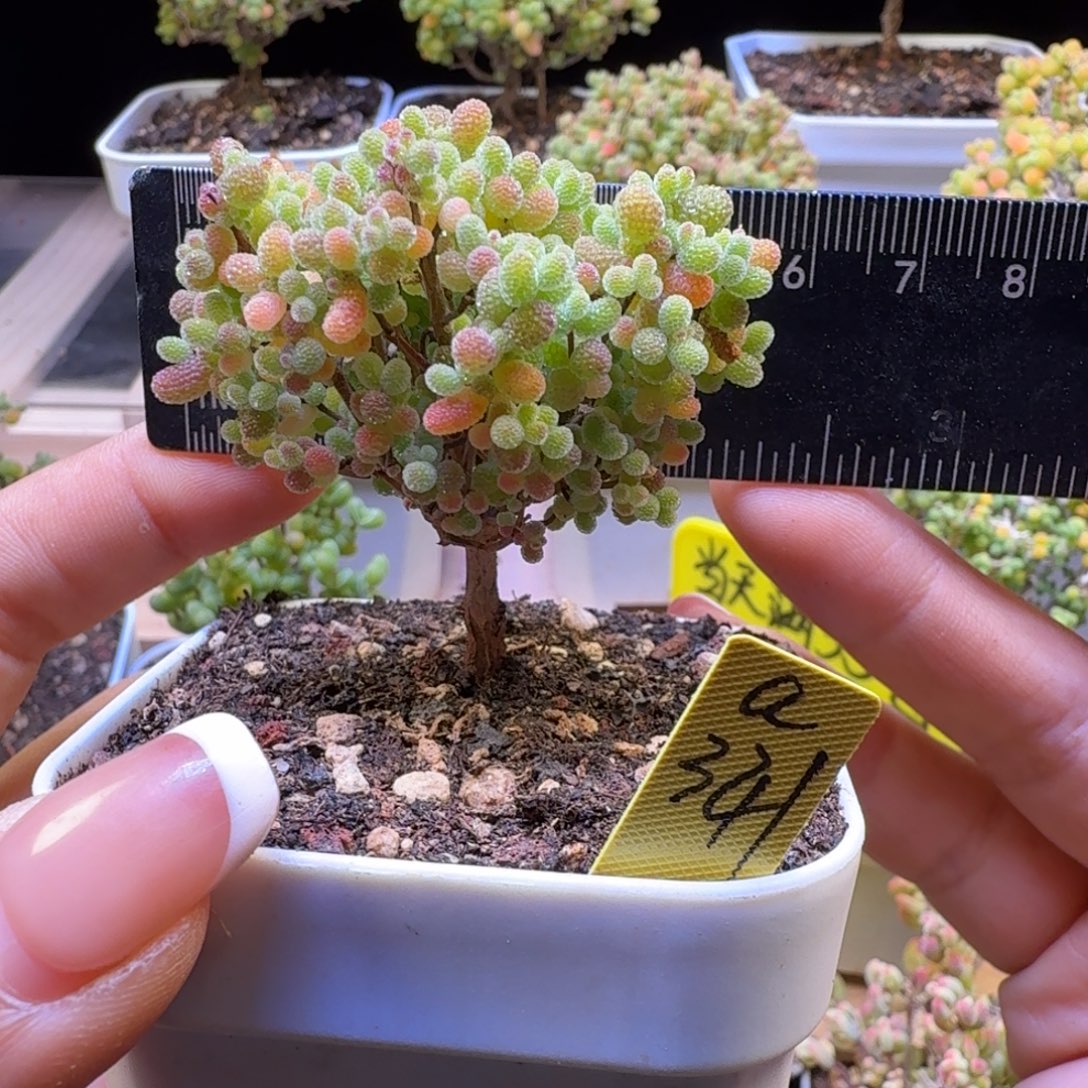 a341号橘子糖冠服5.5厘米左右