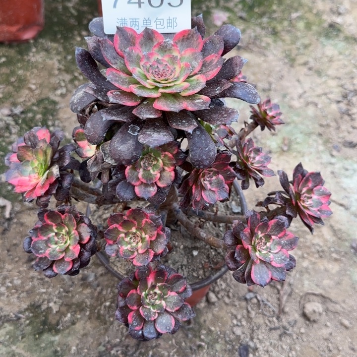 7405烟花多肉植物