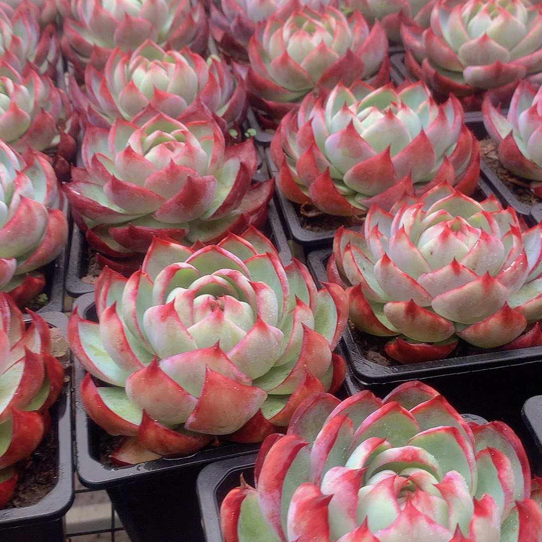 大号惊鸿34566777889999