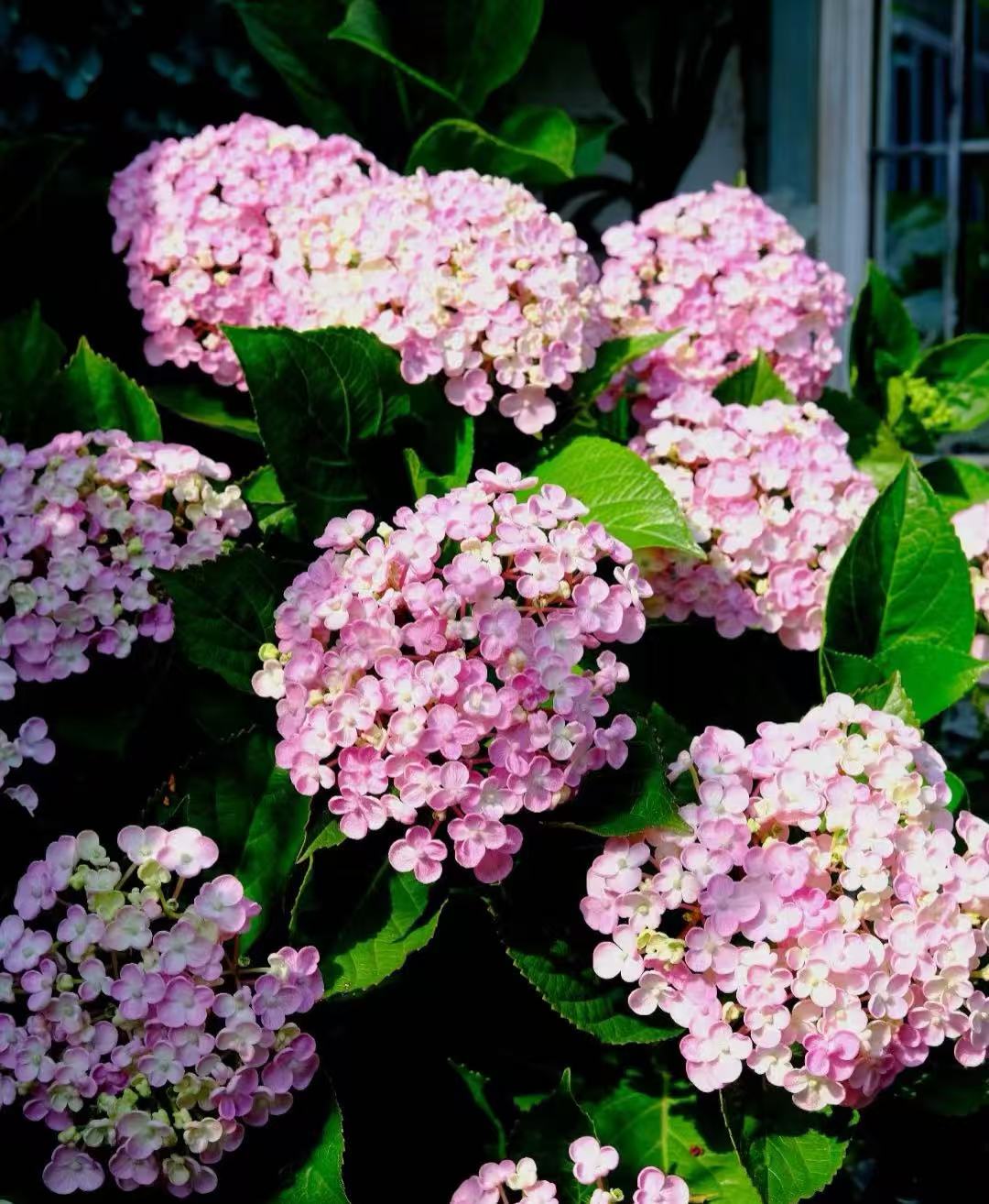 不售后各种规格各种花色各种品种瑕疵苗