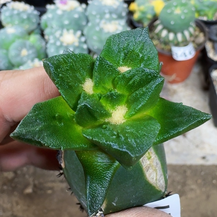 福利苗接大尤龙角0721