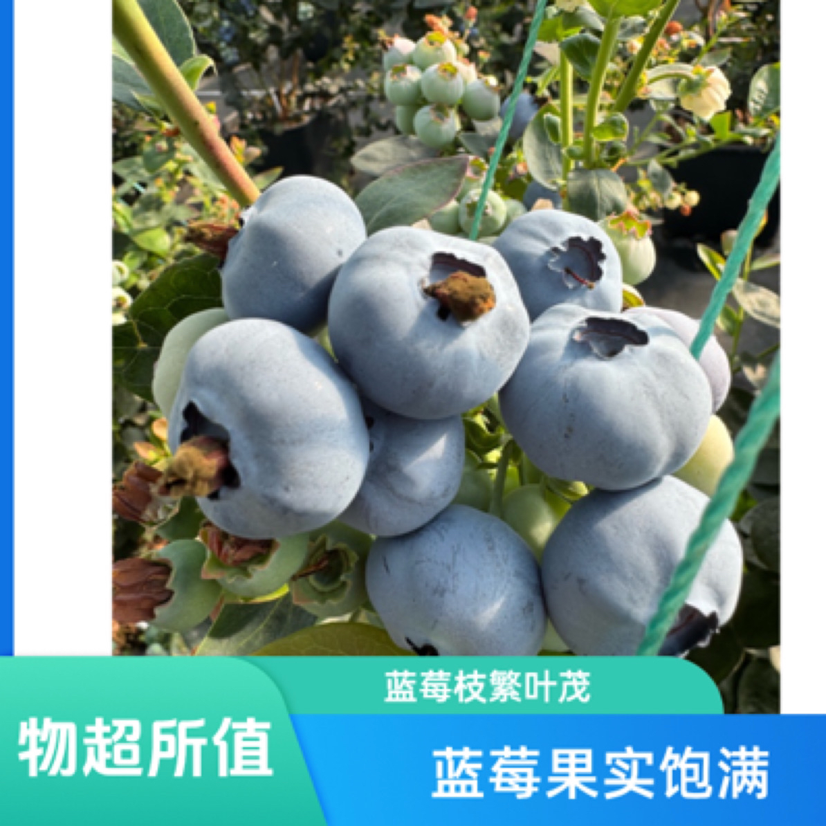 5盒装 L25花香型脆甜蓝莓（中果14-18mm）山西大同北村小党采摘园种植 每盒100克L25山西省大同市