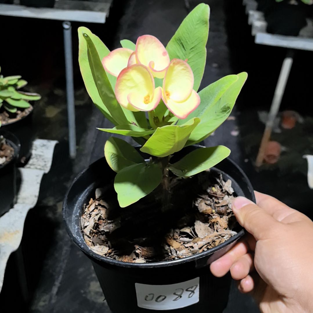 完全开放月亮船直播间一物一拍