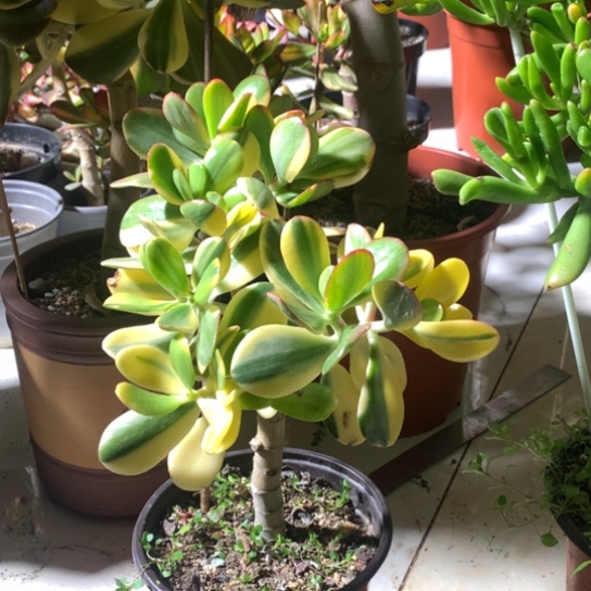 992老花脱土发货