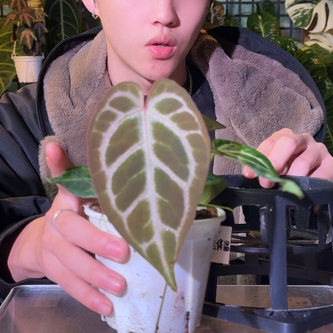 不开花植物G745SKG银红杂小钻石