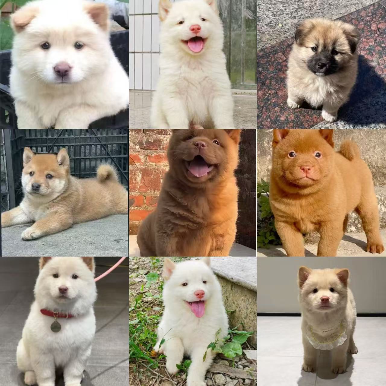 潘哥的中华田园犬狗狗活体