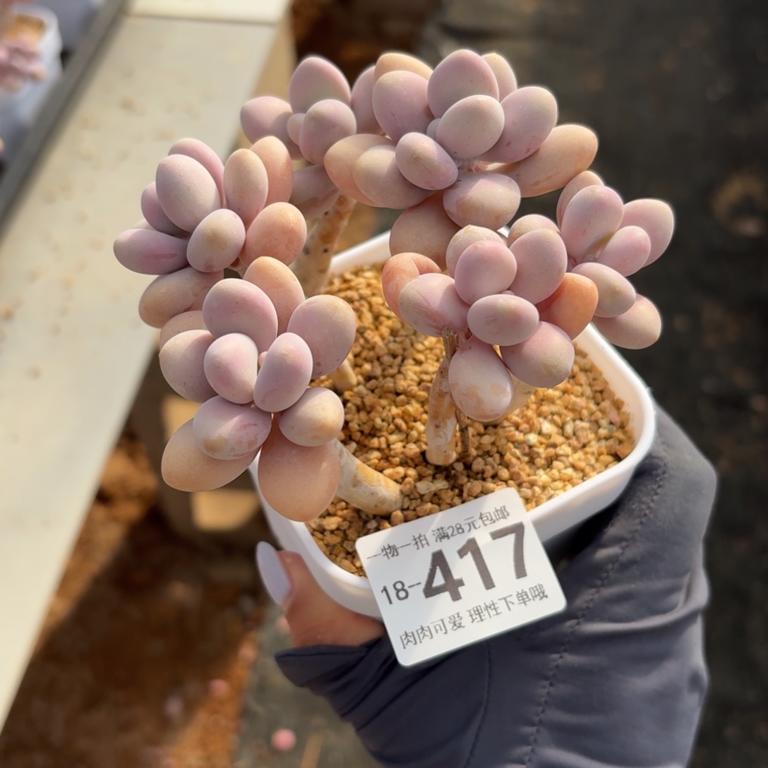 桃蛋无盆土发货无