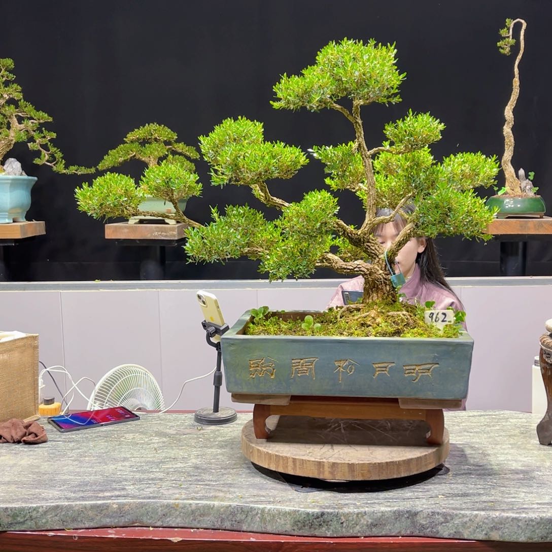 四季常青老桩黄杨盆景