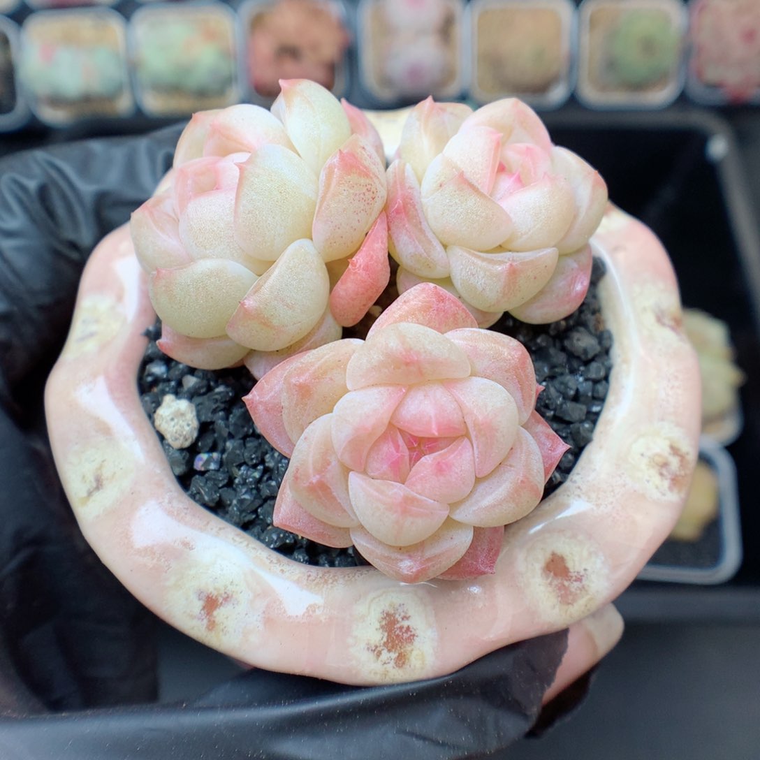 多肉植物。 糖心9