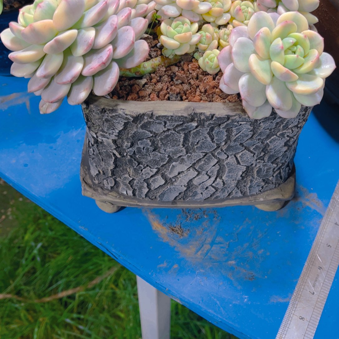 森***＊多肉植物保护研究所所长一起