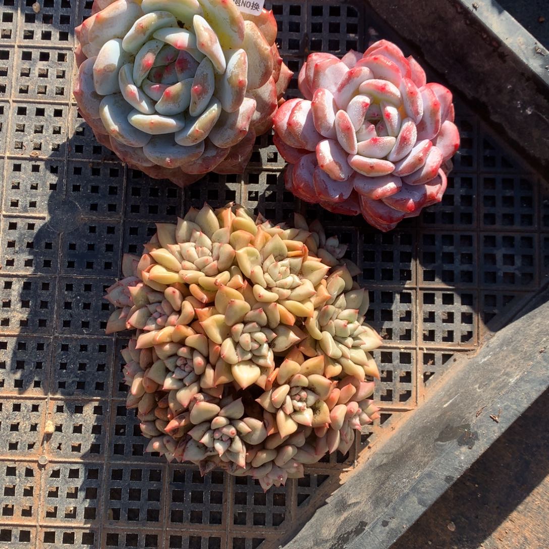 不售后 623号新疆西藏内蒙古不包邮的