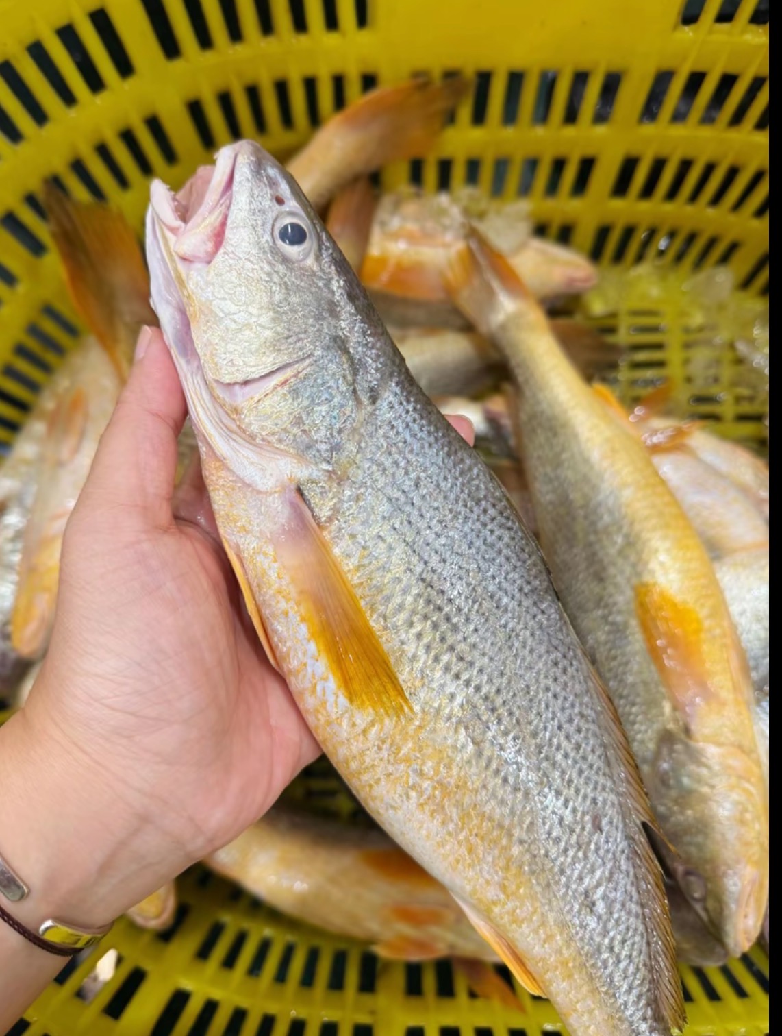 速冻 深海野生黄钻鱼300-500g/条 顺丰包邮