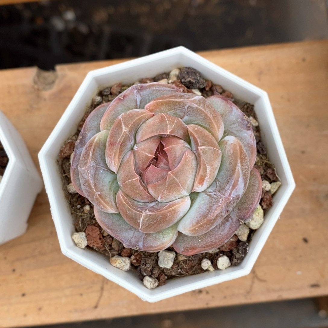 精品多肉一物一拍不包整33