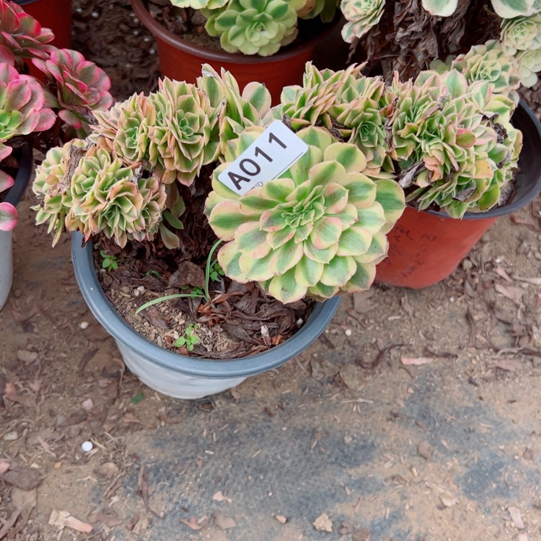 w***p011雨荷缀化多肉植物法师