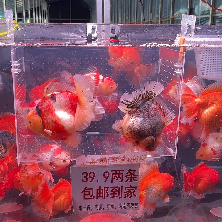 金鱼IF老板专拍11111