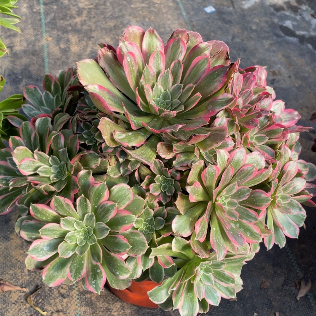 957光辉精品法师多肉