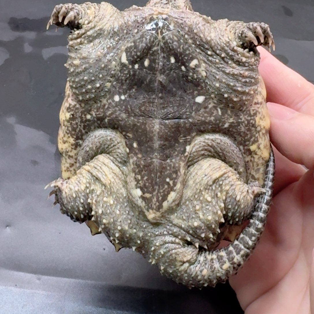 宠物龟不分公母111