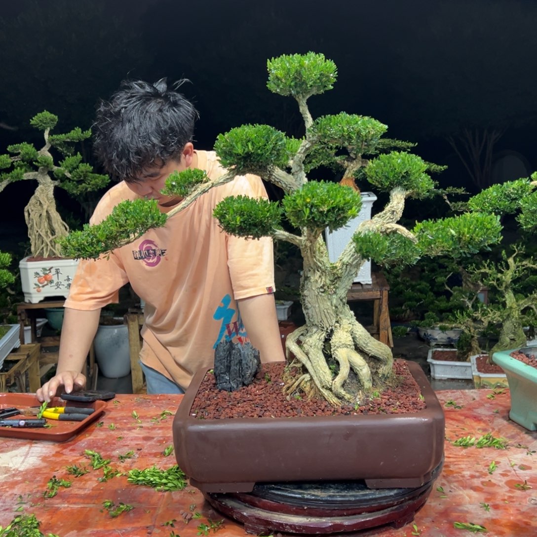 上***馆无花朵广东皱皮雀舌黄杨
