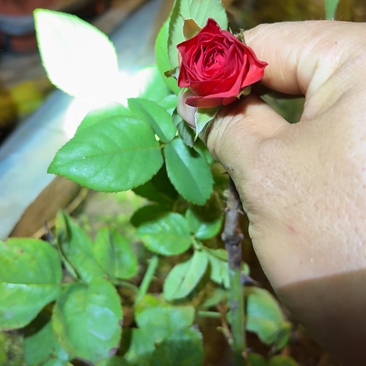 无花朵布罗莫根接小苗