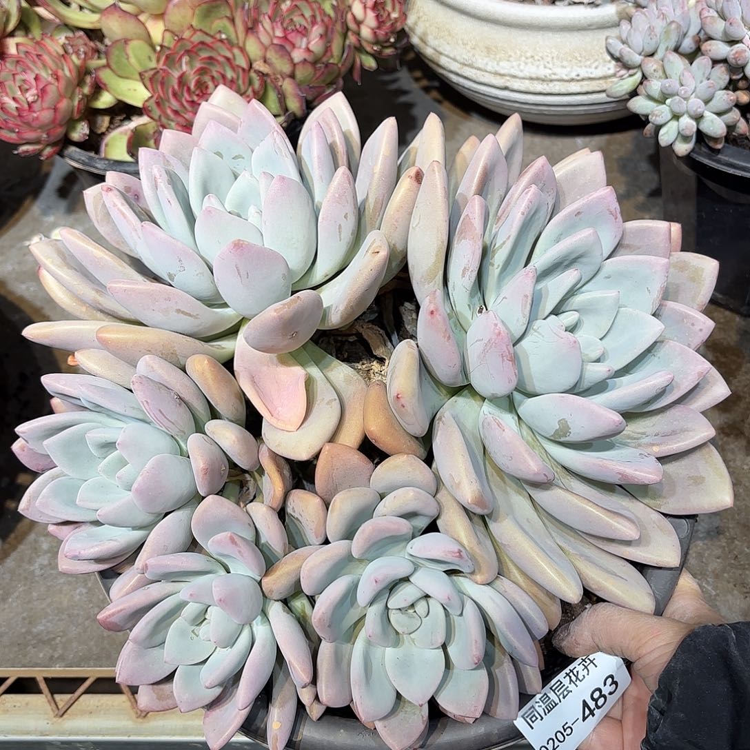 同温层多肉奥普483