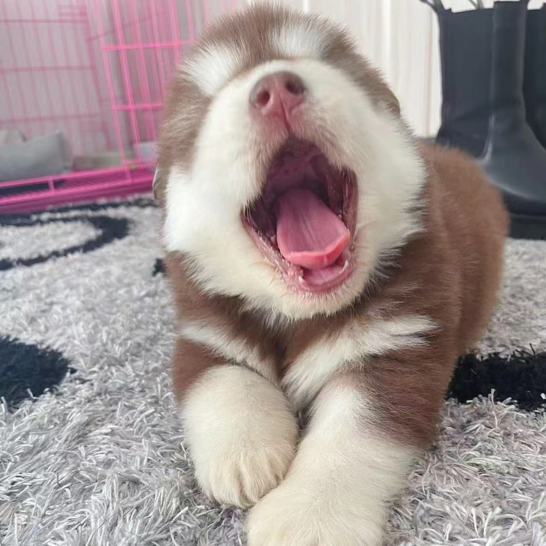  宠缘丨主理人精品阿拉斯加幼犬