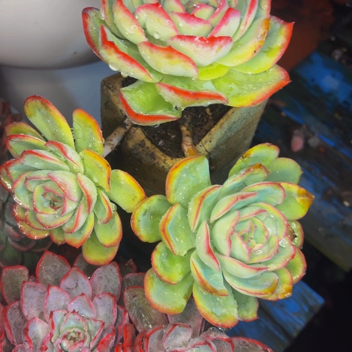 春***妞老桩精品肉肉晨露