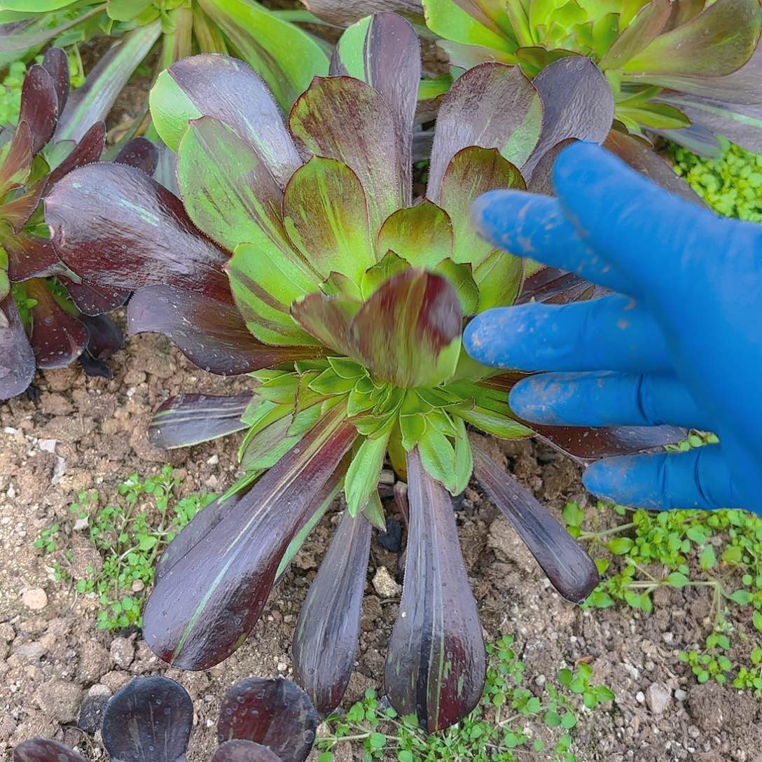 花斑路手捧多肉植物