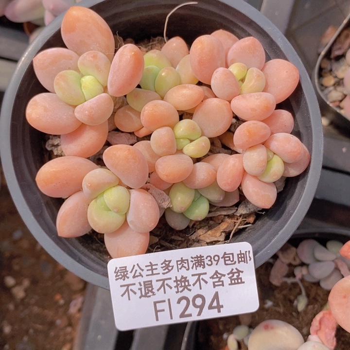 橘子香水洛神8cm294多肉植物