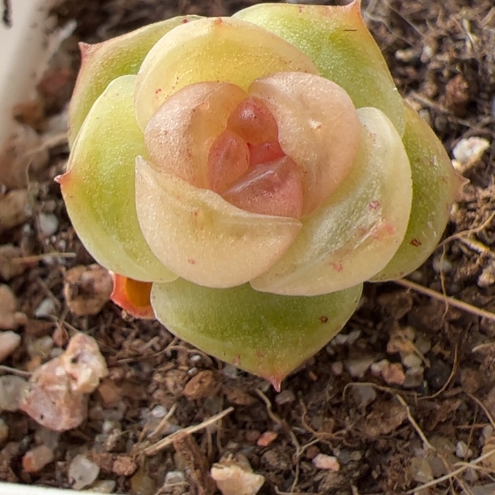 开播福利，一物一拍精品糖心，尺寸不大介意勿拍